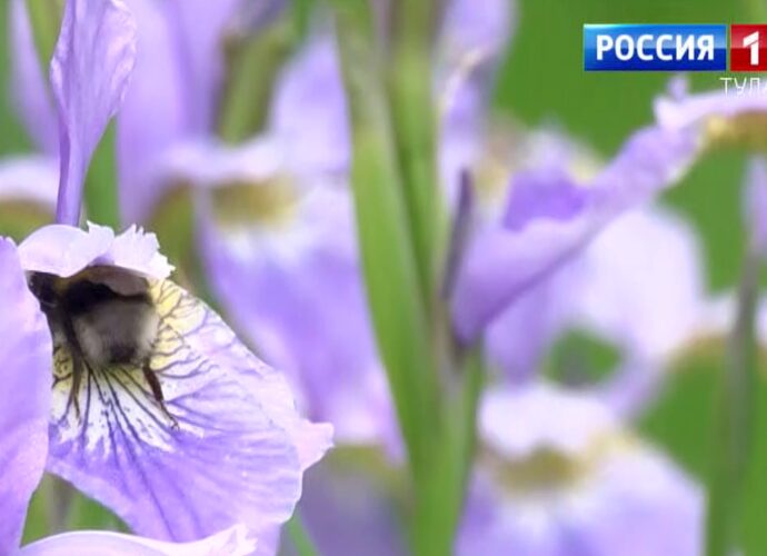 Погода в Туле на выходные 27-28 мая: майский сюрприз
