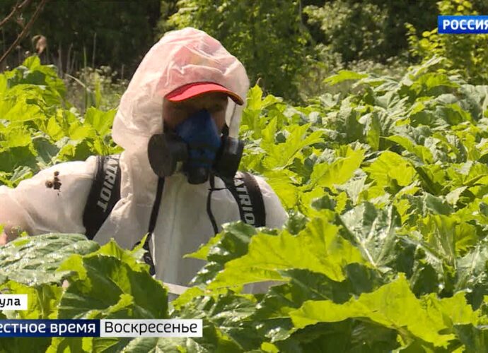 Надежда Школкина выступила соавтором проекта по борьбе с борщевиком