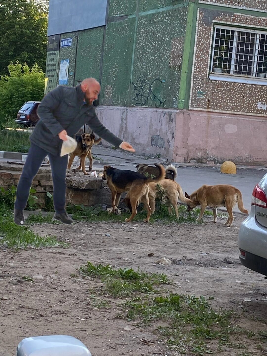 Новомосковцы с помощью фотошопа привлекли внимание Алексея Бирюлина к проблеме бродячих собак