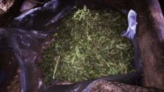 10 кг марихуаны и 100 кустов конопли: в Новомосковске задержаны наркофермеры