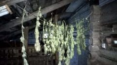 10 кг марихуаны и 100 кустов конопли: в Новомосковске задержаны наркофермеры