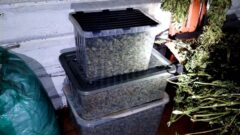 10 кг марихуаны и 100 кустов конопли: в Новомосковске задержаны наркофермеры