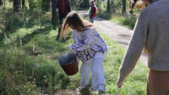 В Алексине высадили около 250 сосен