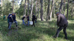 В Алексине высадили около 250 сосен