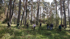 В Алексине высадили около 250 сосен