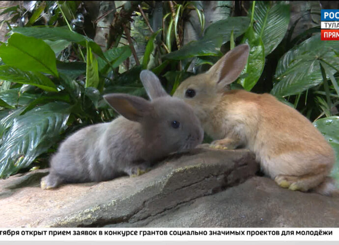 Кролик  никогда не подстроится под хозяина. Зоолог раскрыла скрытые опасности содержания милого питомца