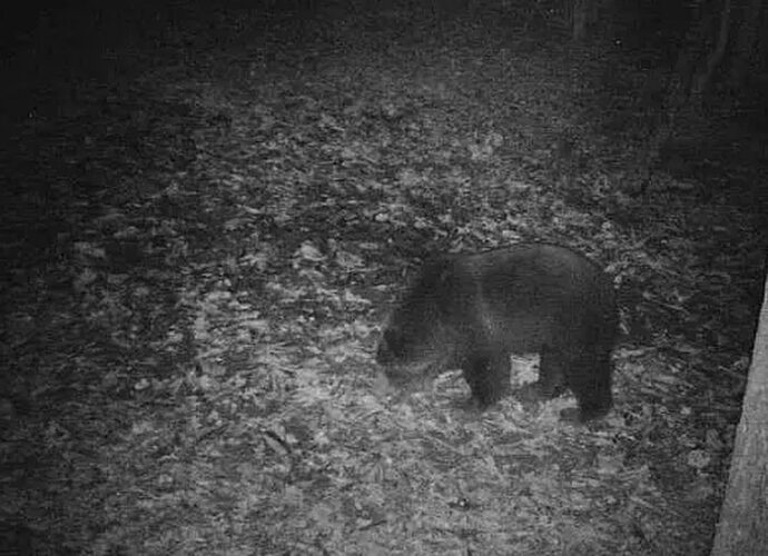 В Белевском районе в фотоловушку попал медведь