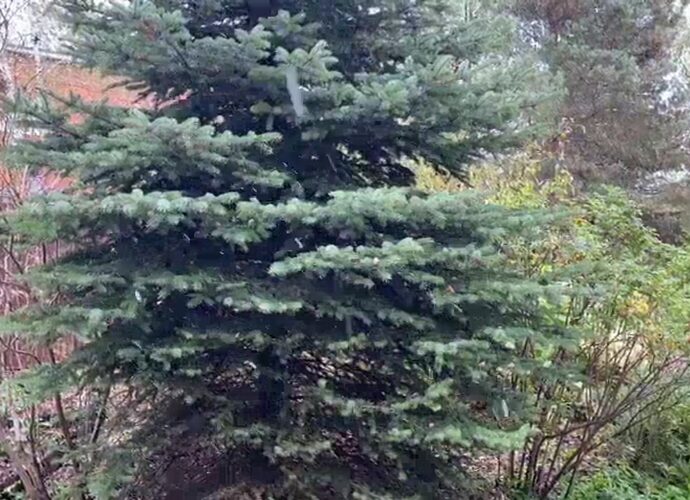 Туляки делятся в соцсетях кадрами первого снега