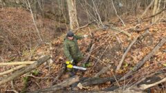 В усадьбе Федяшево подготовились к открытию Аллеи Памяти В усадьбе Федяшево подготовились к открытию Аллеи Памяти