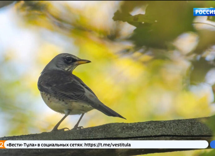 Туляков приглашают стать участниками ежегодной фотовыставки «Дикая Тула»