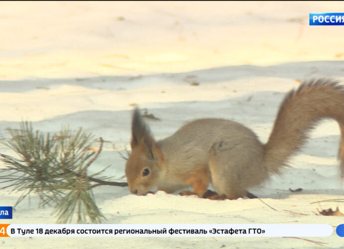 В тульском парке посчитали белок