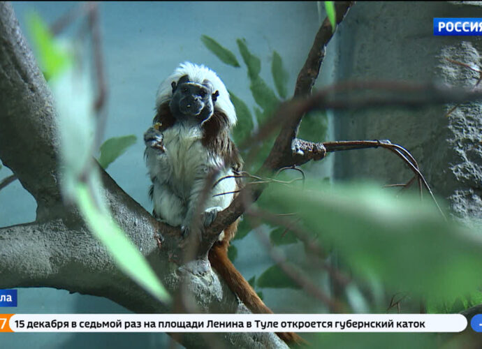 Опасный примат живет в экзотариуме, но не выставляется