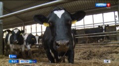 У каждого животного свой буквенно-цифровой номер. Как работает маркировка