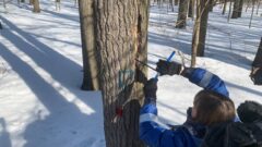 Центральный парк Тулы очистят от опасных деревьев