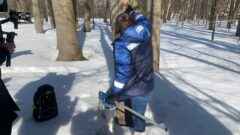 Центральный парк Тулы очистят от опасных деревьев