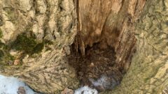 Центральный парк Тулы очистят от опасных деревьев