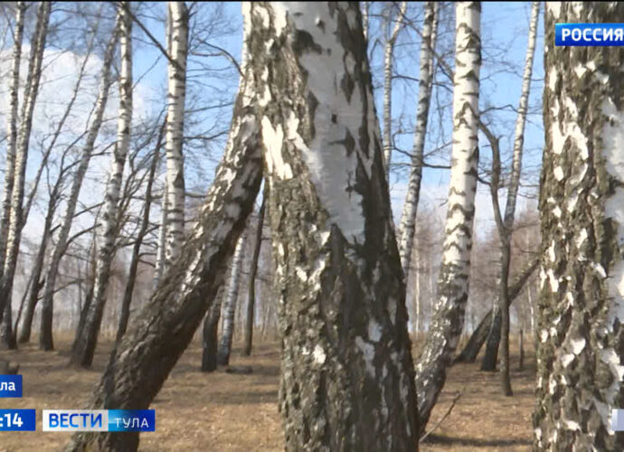 Погода сыграла злую шутку с тульскими аллергиками