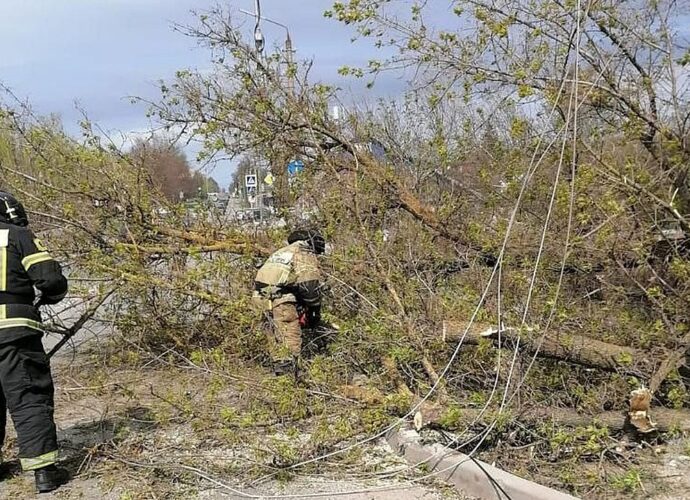 В Тульской области ураган повалил 50 деревьев
