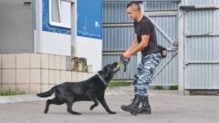 В Туле прошёл семинар полицейских-кинологов