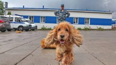 В Туле прошёл семинар полицейских-кинологов