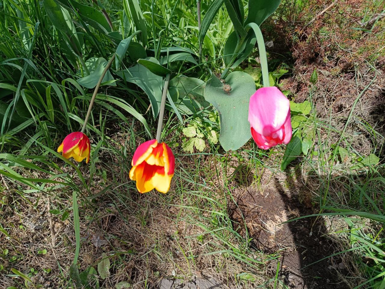 Первые заморозки побили цветы и почки в Туле