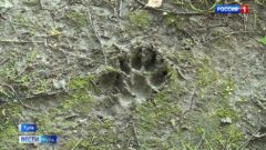 В Одоеве ребёнка, который был на экскурсии, укусила бродячая собака В Одоеве ребёнка, который был на экскурсии, укусила бродячая собака