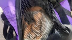 В Новомосковске пожарные спасли с балкона 4 этажа кошку