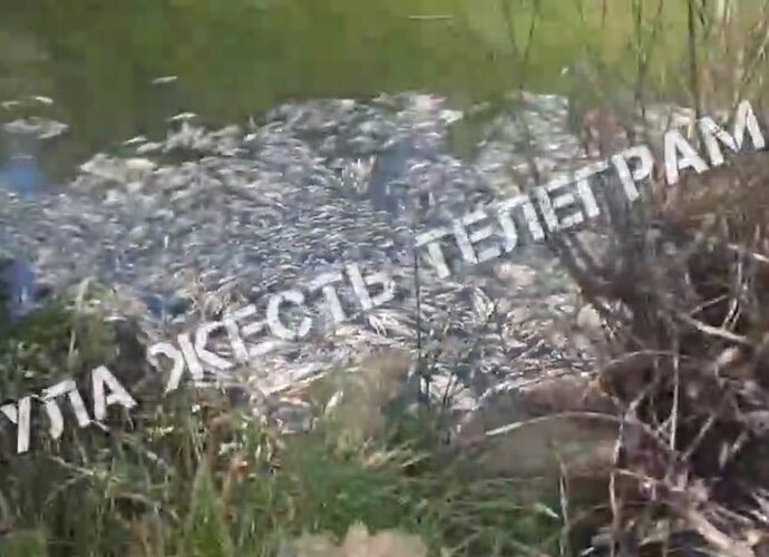 Массовая гибель рыбы произошла на Щёкинском водохранилище