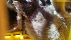 Более 2000 утят выпустили в водоёмы Ясногорского района Более 2000 утят выпустили в водоёмы Ясногорского района