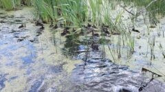 Более 2000 утят выпустили в водоёмы Ясногорского района Более 2000 утят выпустили в водоёмы Ясногорского района