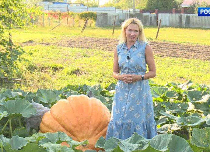 Тульская семья выращивает гигантские тыкву, кукурузу и свеклу