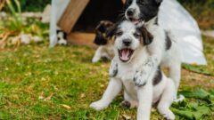 Щенки из усадьбы Ясная Поляна ищут дом