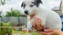 Щенки из усадьбы Ясная Поляна ищут дом