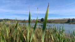 Туляки делятся в соцсетях фотографиями «золотой осени» Туляки делятся в соцсетях фотографиями «золотой осени»