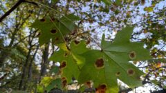 Туляки делятся в соцсетях фотографиями «золотой осени» Туляки делятся в соцсетях фотографиями «золотой осени»