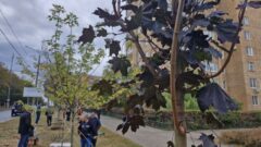 В Туле начался второй этап озеленения
