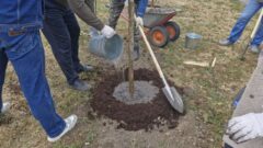 В Туле начался второй этап озеленения