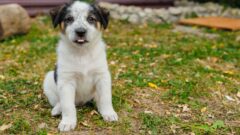 Щенки из усадьбы Ясная Поляна ищут дом