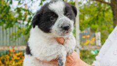 Щенки из усадьбы Ясная Поляна ищут дом