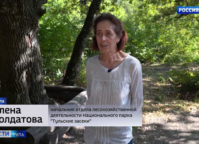 Елена Солдатова: «Вылечить дерево от гнили уже нельзя»