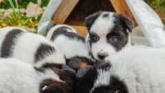 Щенки из усадьбы Ясная Поляна ищут дом