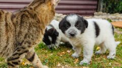 Щенки из усадьбы Ясная Поляна ищут дом