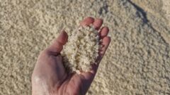 На случай форс-мажора зимой дороги будут посыпать бионордом