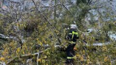 Сотрудники МЧС России занимаются распиловкой упавших деревьев