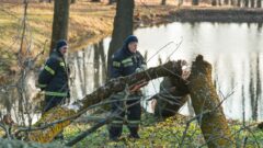После бури в Ясной Поляне тульские спасатели ликвидируют последствия непогоды После бури в Ясной Поляне тульские спасатели ликвидируют последствия непогоды