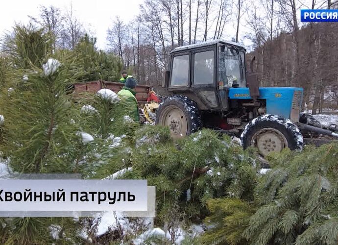 Удалось ли защитить тульские леса от незаконной рубки ёлок?