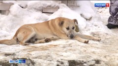 Бездомных собак на улицах должно стать меньше