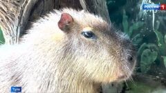 Капибару Валентина посадили на лечебную диету Капибару Валентина посадили на лечебную диету