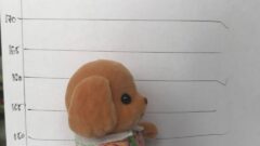 В Богородицке из магазина своровали игровые наборы Sylvanian Families и GooJitZu