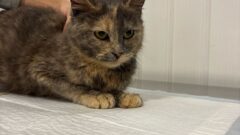 Тульский центр помощи «Любимец» принял 5 кошек из Белгорода